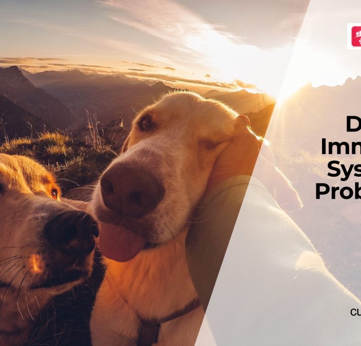 How a Weak Immune System Affects Dogs