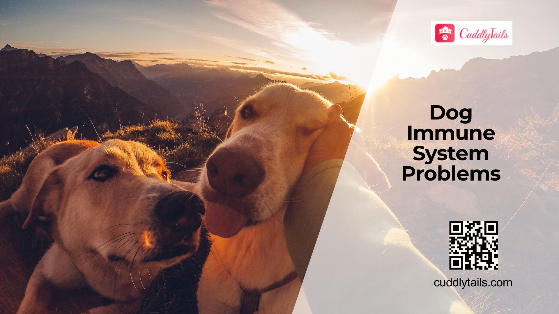 How a Weak Immune System Affects Dogs