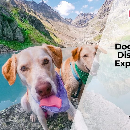 Common Respiratory Diseases in Dogs