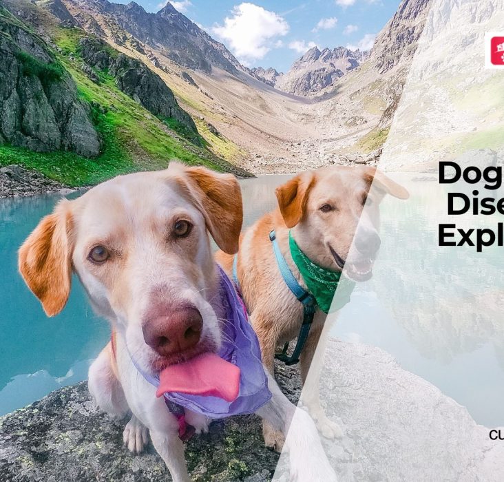 Common Respiratory Diseases in Dogs