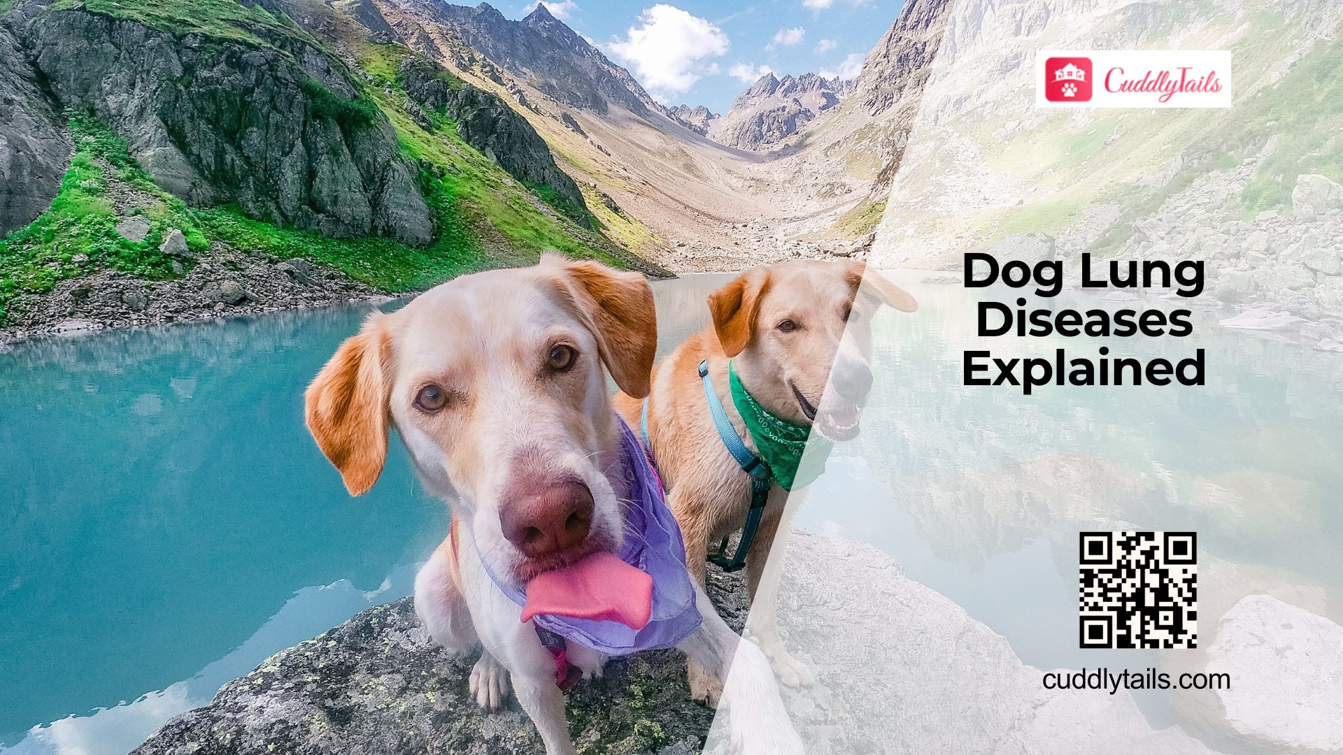 Common Respiratory Diseases in Dogs