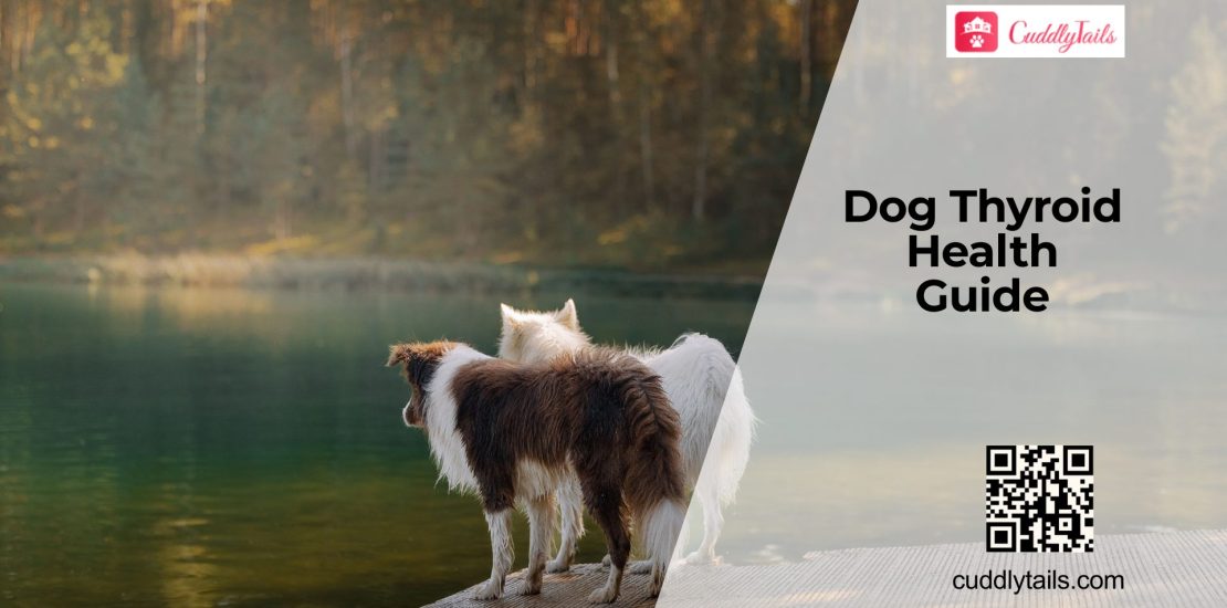 Why Dogs Develop Thyroid Disorders