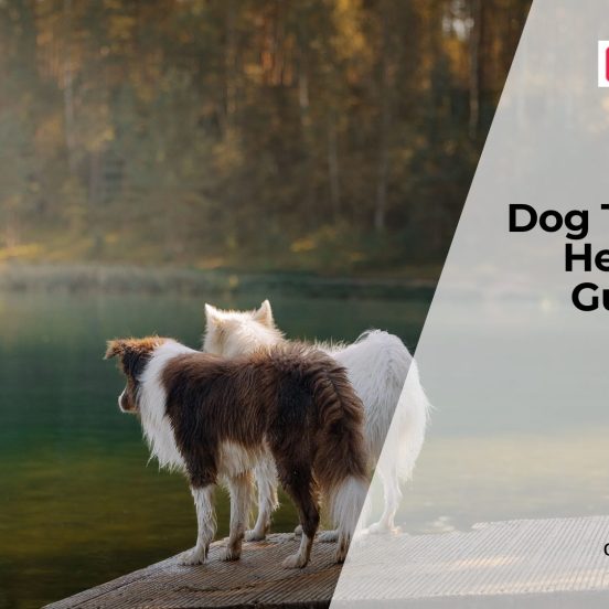 Why Dogs Develop Thyroid Disorders