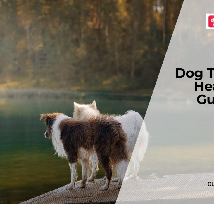 Why Dogs Develop Thyroid Disorders