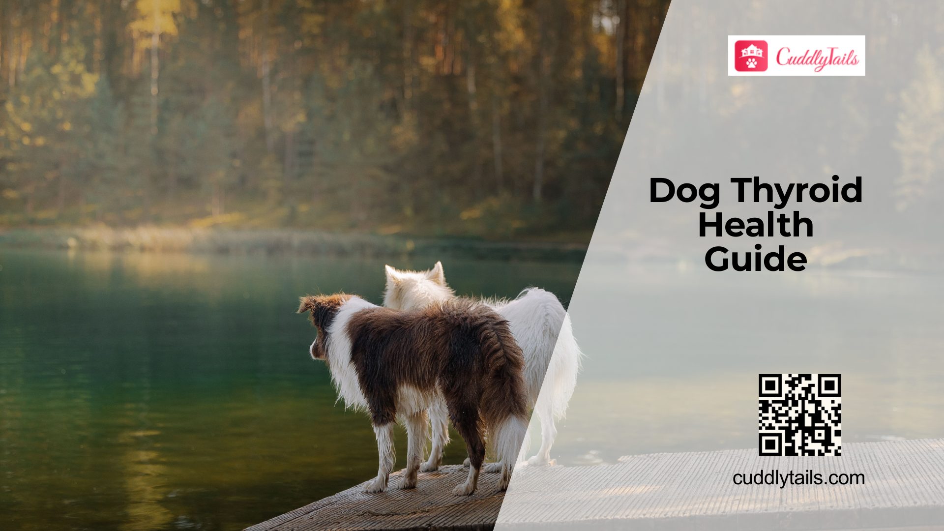 Why Dogs Develop Thyroid Disorders