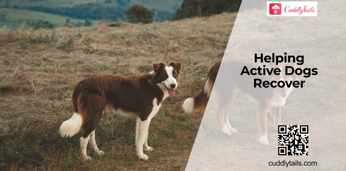 Rest and Recovery for Active Dogs