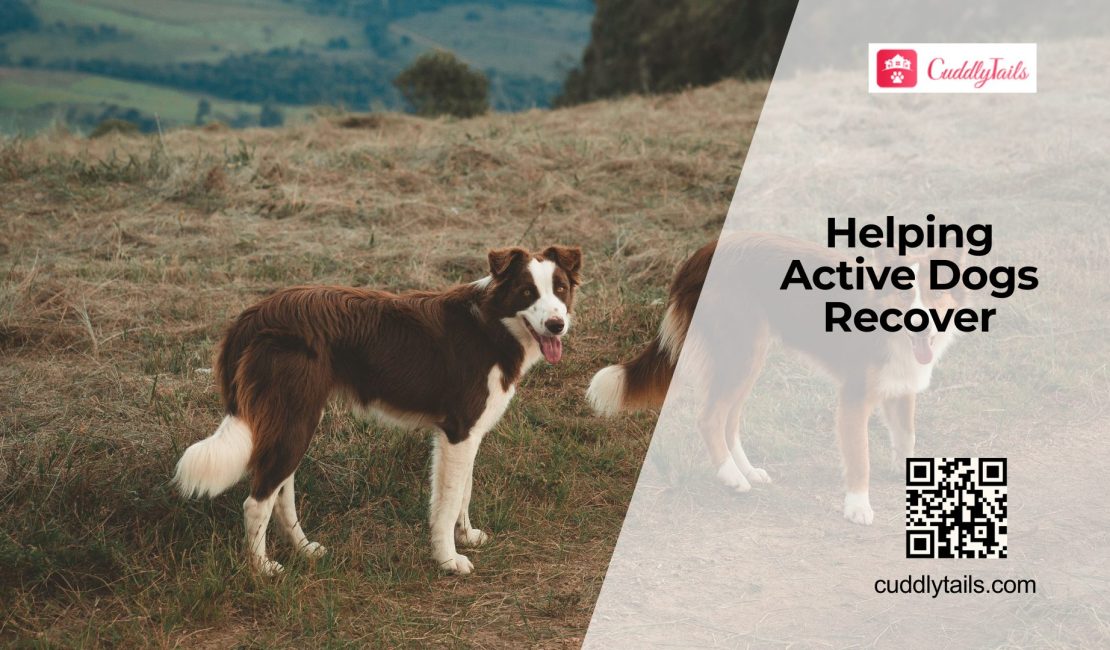 Rest and Recovery for Active Dogs