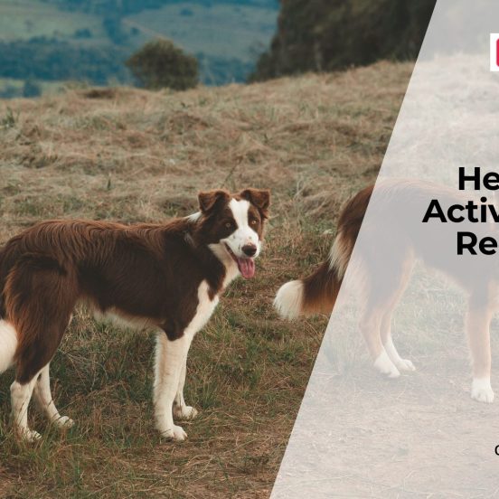 Rest and Recovery for Active Dogs