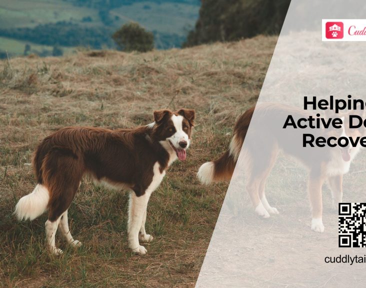 Rest and Recovery for Active Dogs