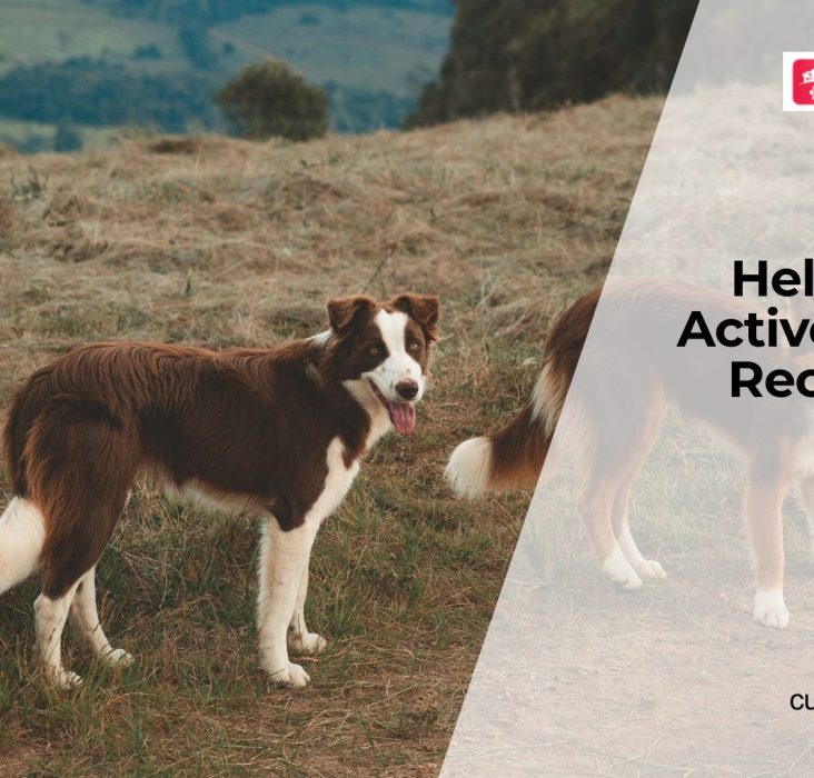 Rest and Recovery for Active Dogs