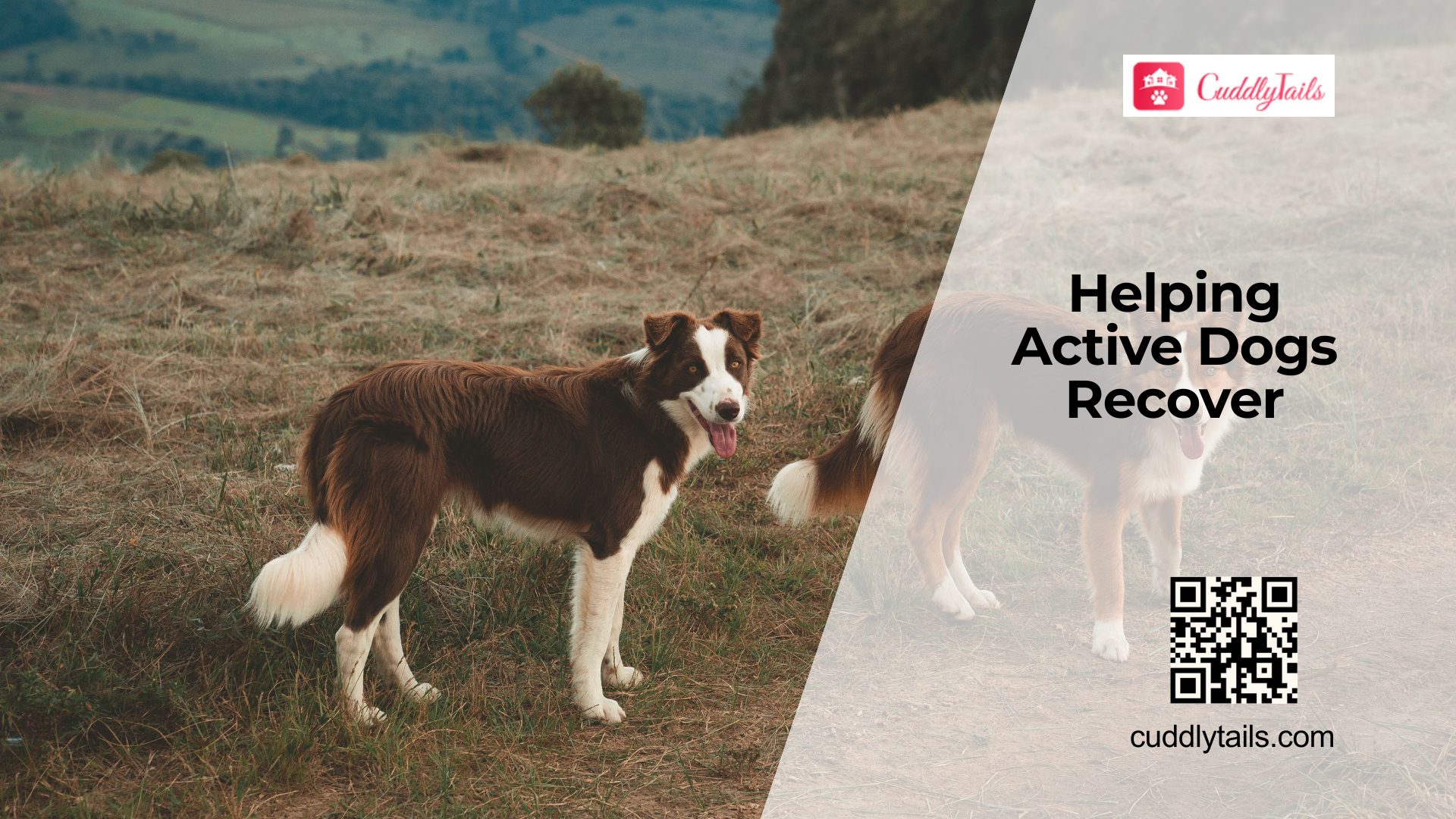 Rest and Recovery for Active Dogs