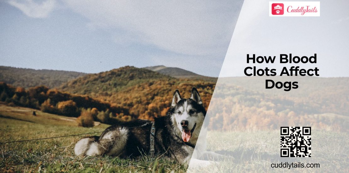 Blood Clot Disorders in Dogs