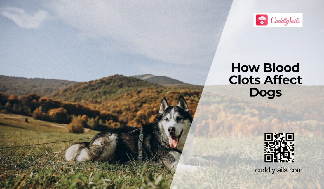 Blood Clot Disorders in Dogs