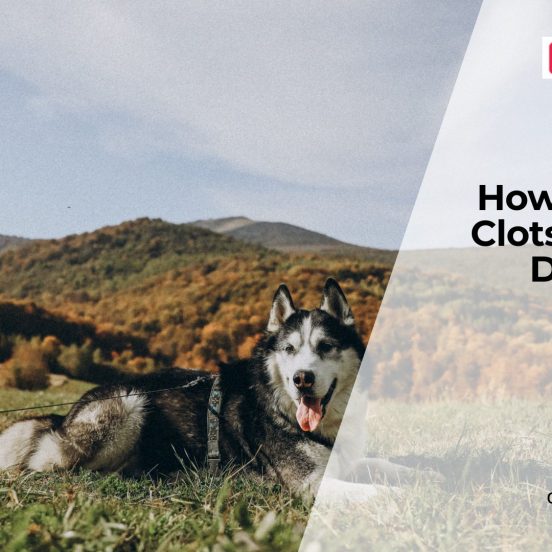 Blood Clot Disorders in Dogs