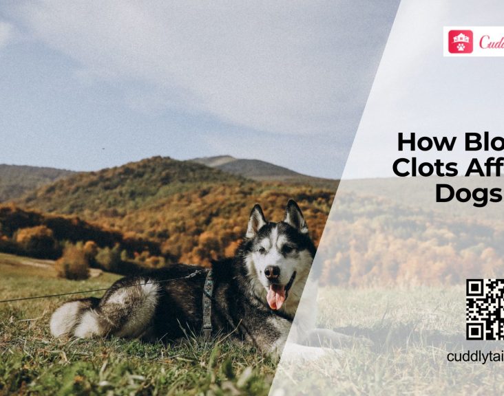 Blood Clot Disorders in Dogs