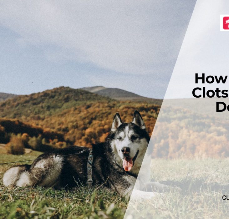 Blood Clot Disorders in Dogs