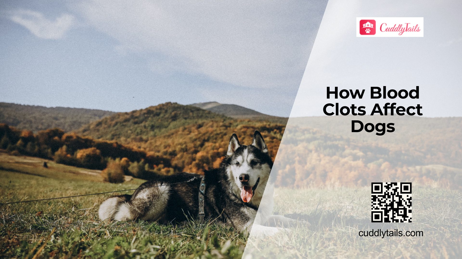 Blood Clot Disorders in Dogs