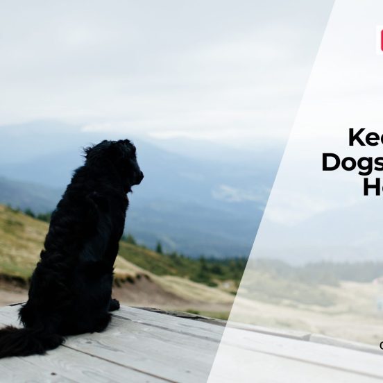Household Toxins That Harm Dogs