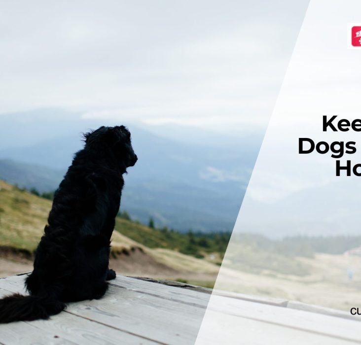 Household Toxins That Harm Dogs