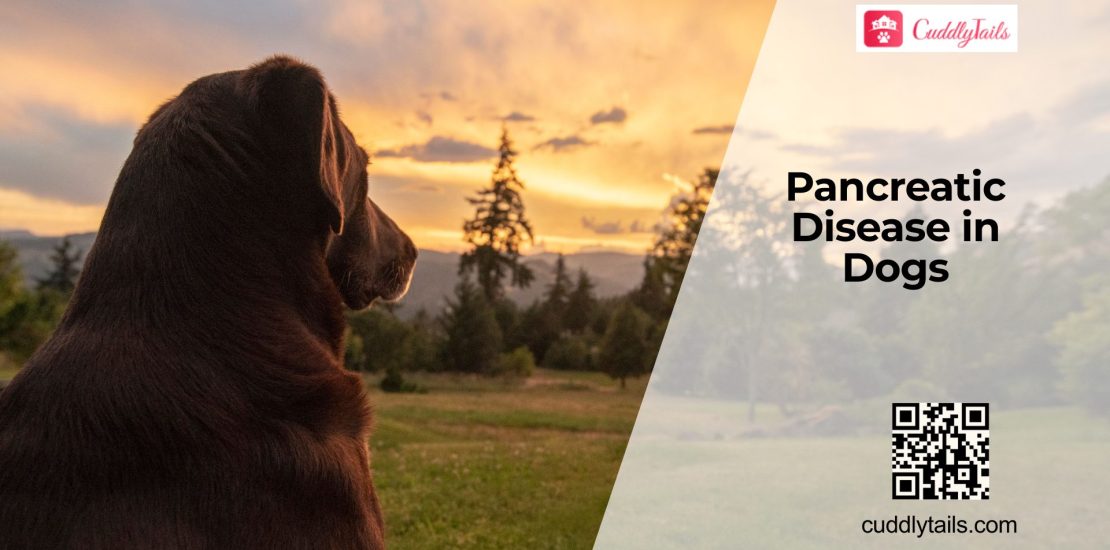 Pancreatic Disorders in Dogs