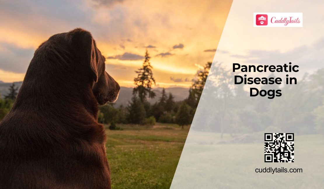 Pancreatic Disorders in Dogs