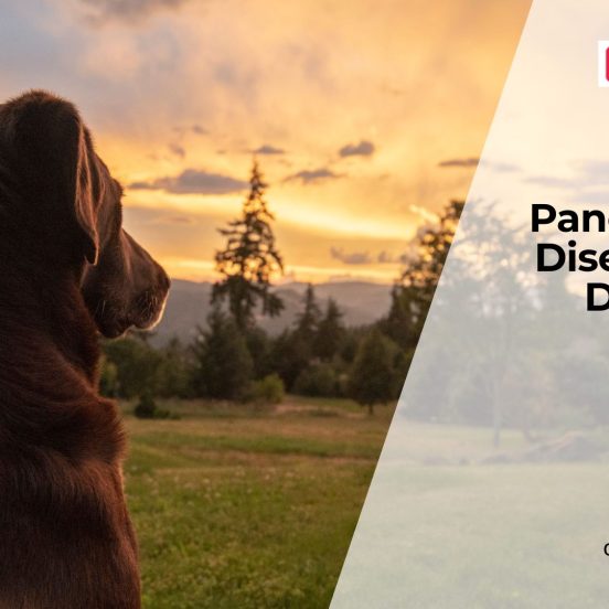 Pancreatic Disorders in Dogs