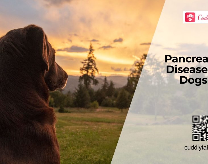 Pancreatic Disorders in Dogs