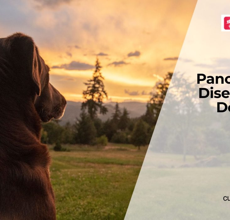 Pancreatic Disorders in Dogs