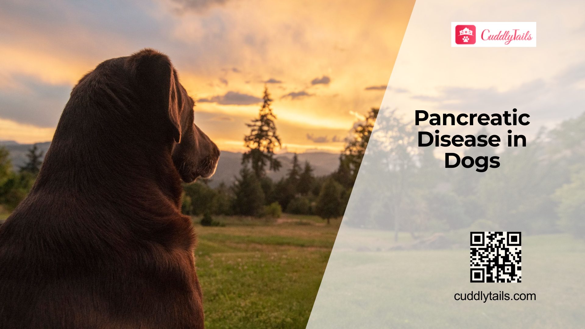 Pancreatic Disorders in Dogs