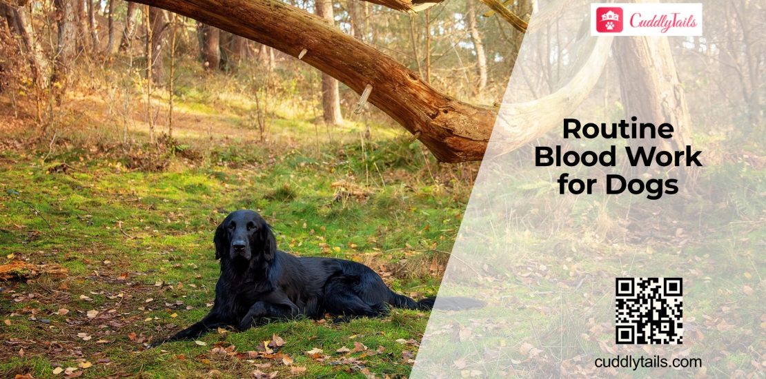 Annual Blood Tests for Dogs