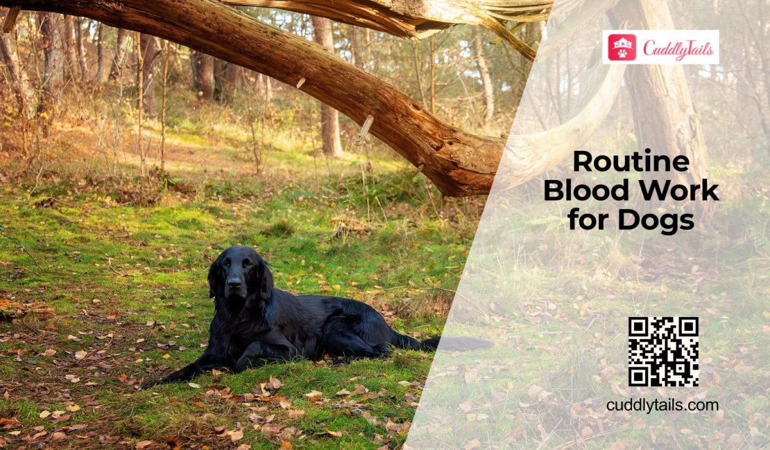 Annual Blood Tests for Dogs