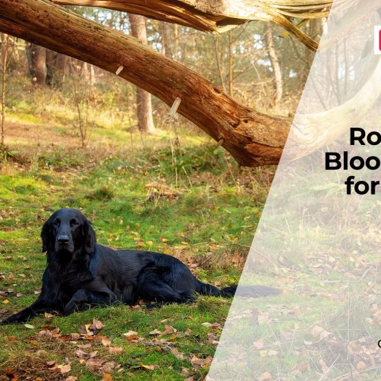 Annual Blood Tests for Dogs