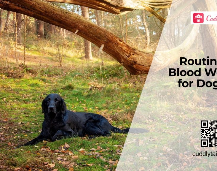 Annual Blood Tests for Dogs