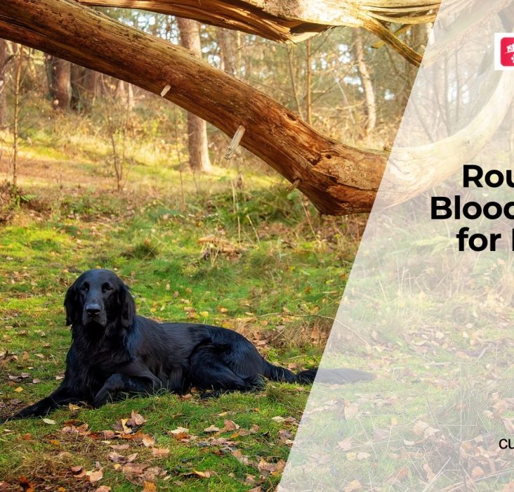 Annual Blood Tests for Dogs
