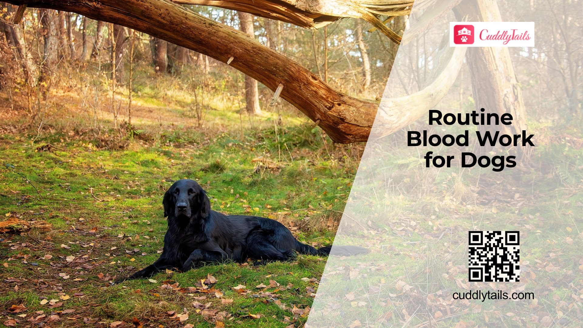 Annual Blood Tests for Dogs