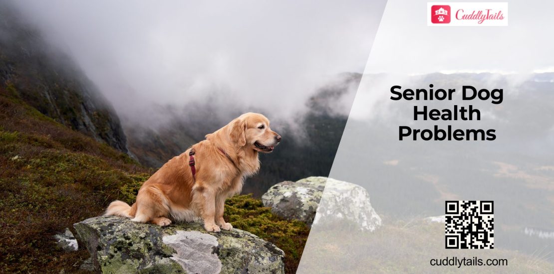 Diseases That Affect Senior Dogs Most