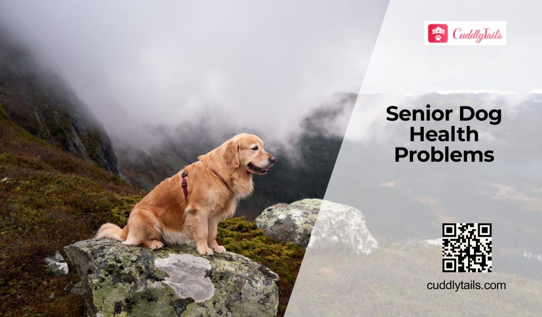 Diseases That Affect Senior Dogs Most