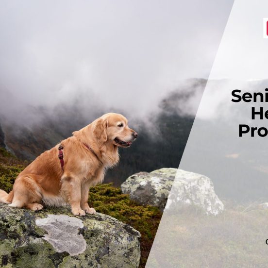 Diseases That Affect Senior Dogs Most