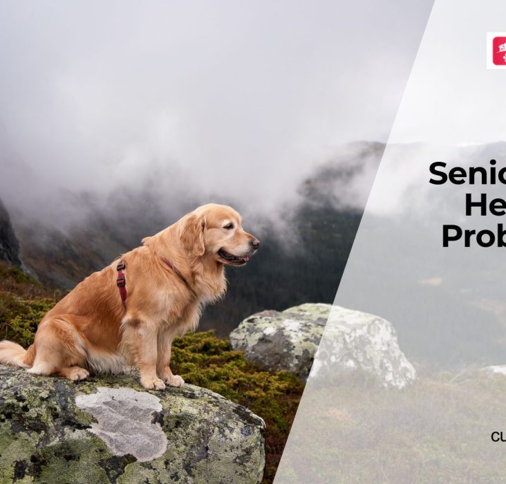 Diseases That Affect Senior Dogs Most
