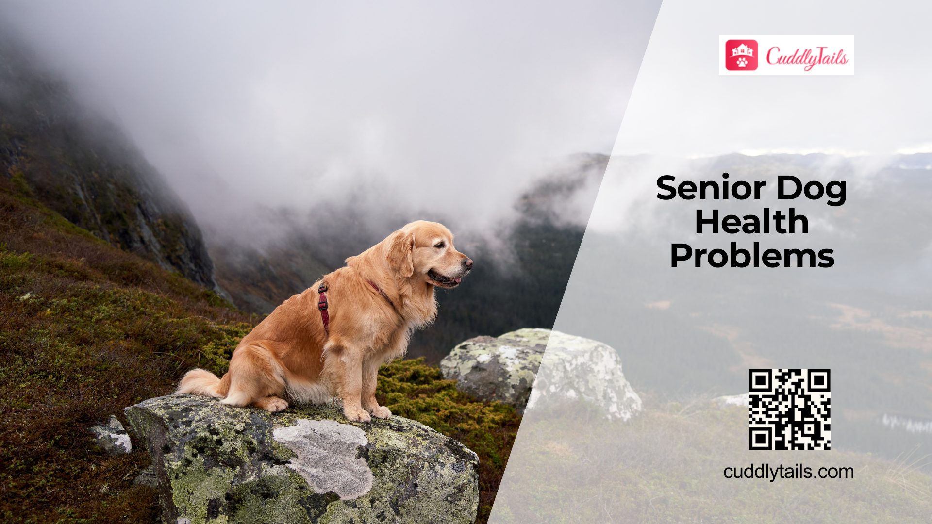 Diseases That Affect Senior Dogs Most