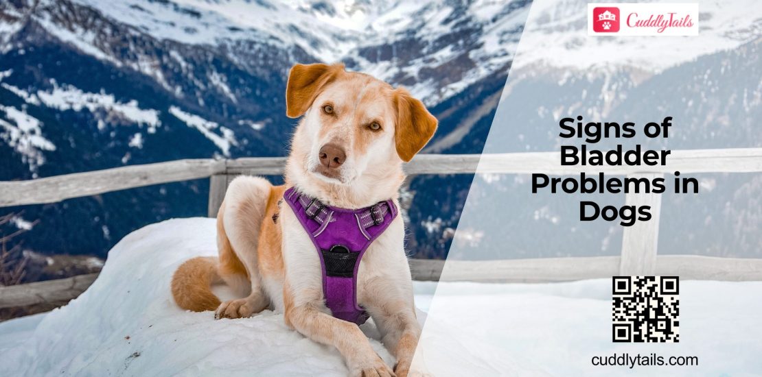 Why Dogs Develop Bladder Problems