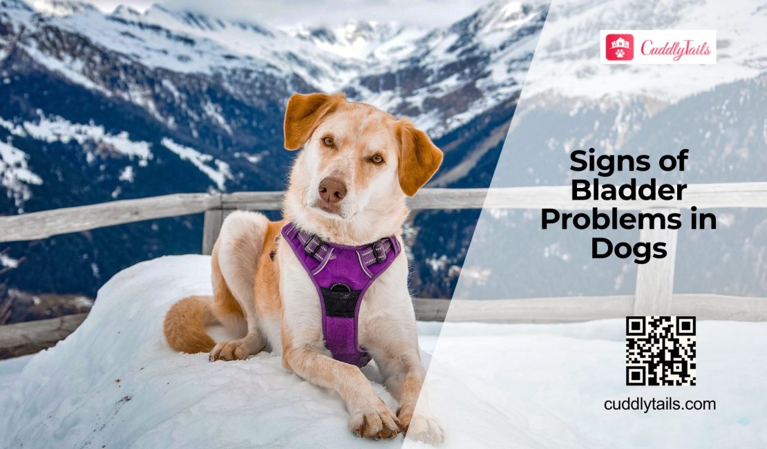 Why Dogs Develop Bladder Problems