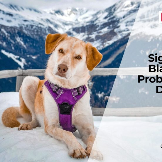 Why Dogs Develop Bladder Problems