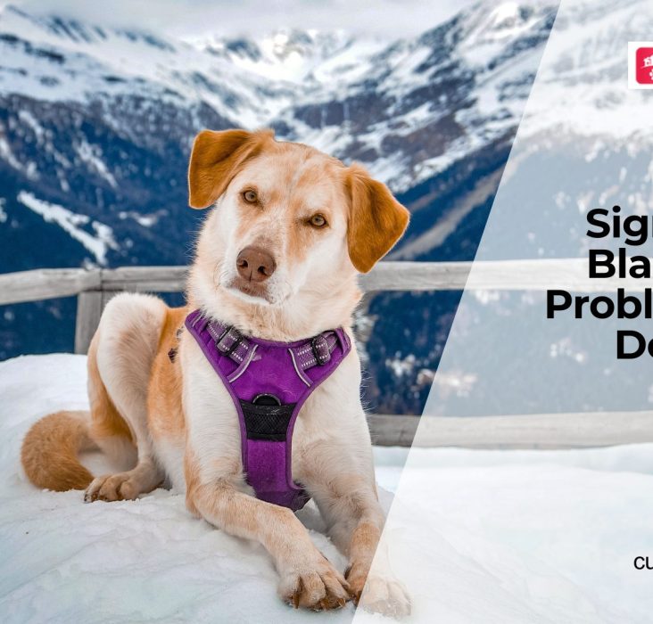 Why Dogs Develop Bladder Problems