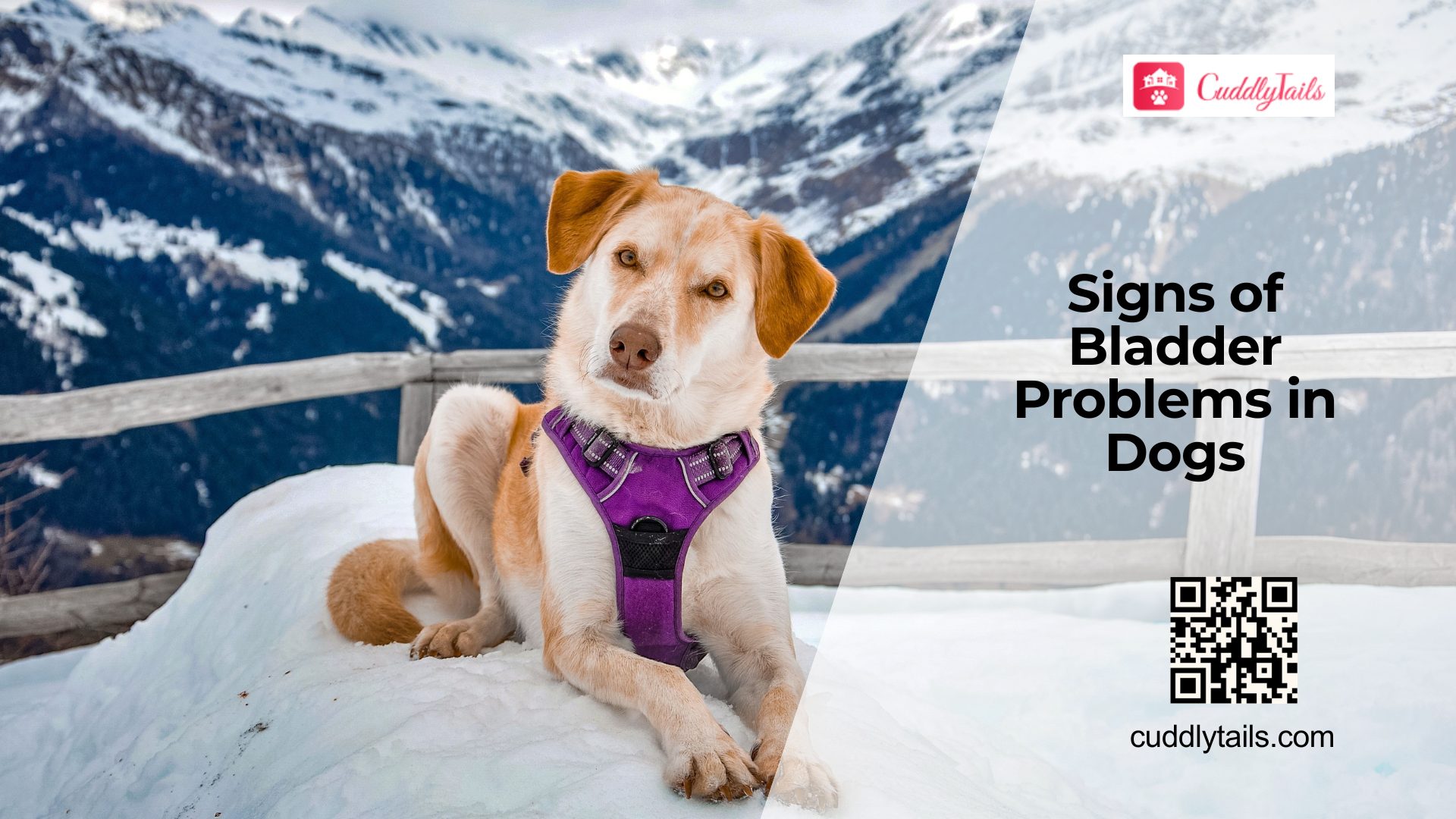 Why Dogs Develop Bladder Problems