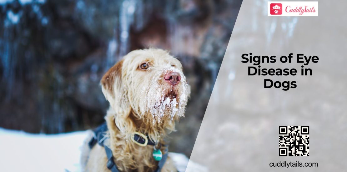 Common Eye Diseases in Dogs