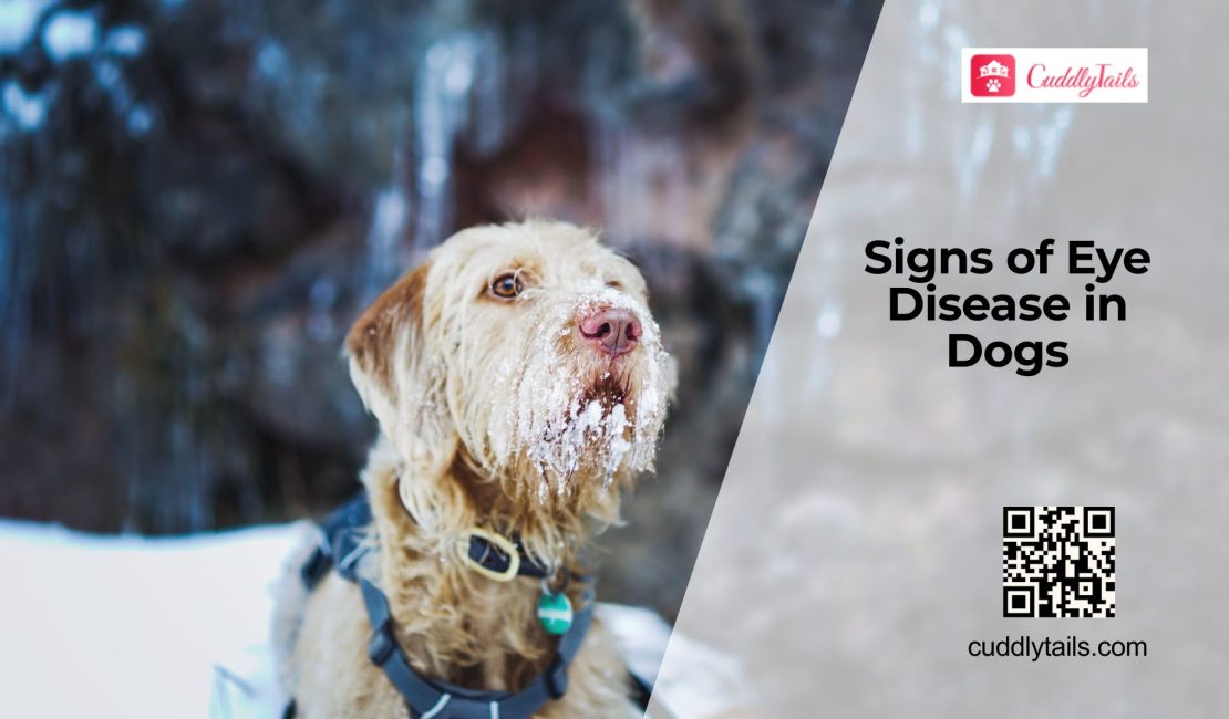 Common Eye Diseases in Dogs