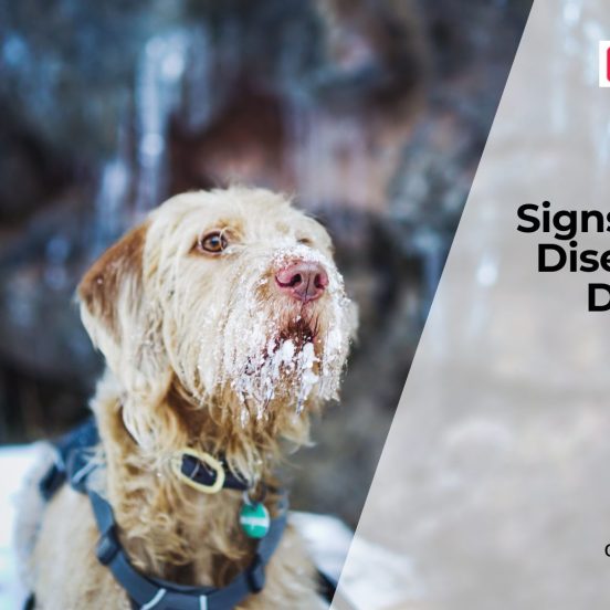 Common Eye Diseases in Dogs