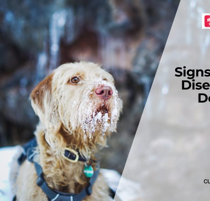 Common Eye Diseases in Dogs