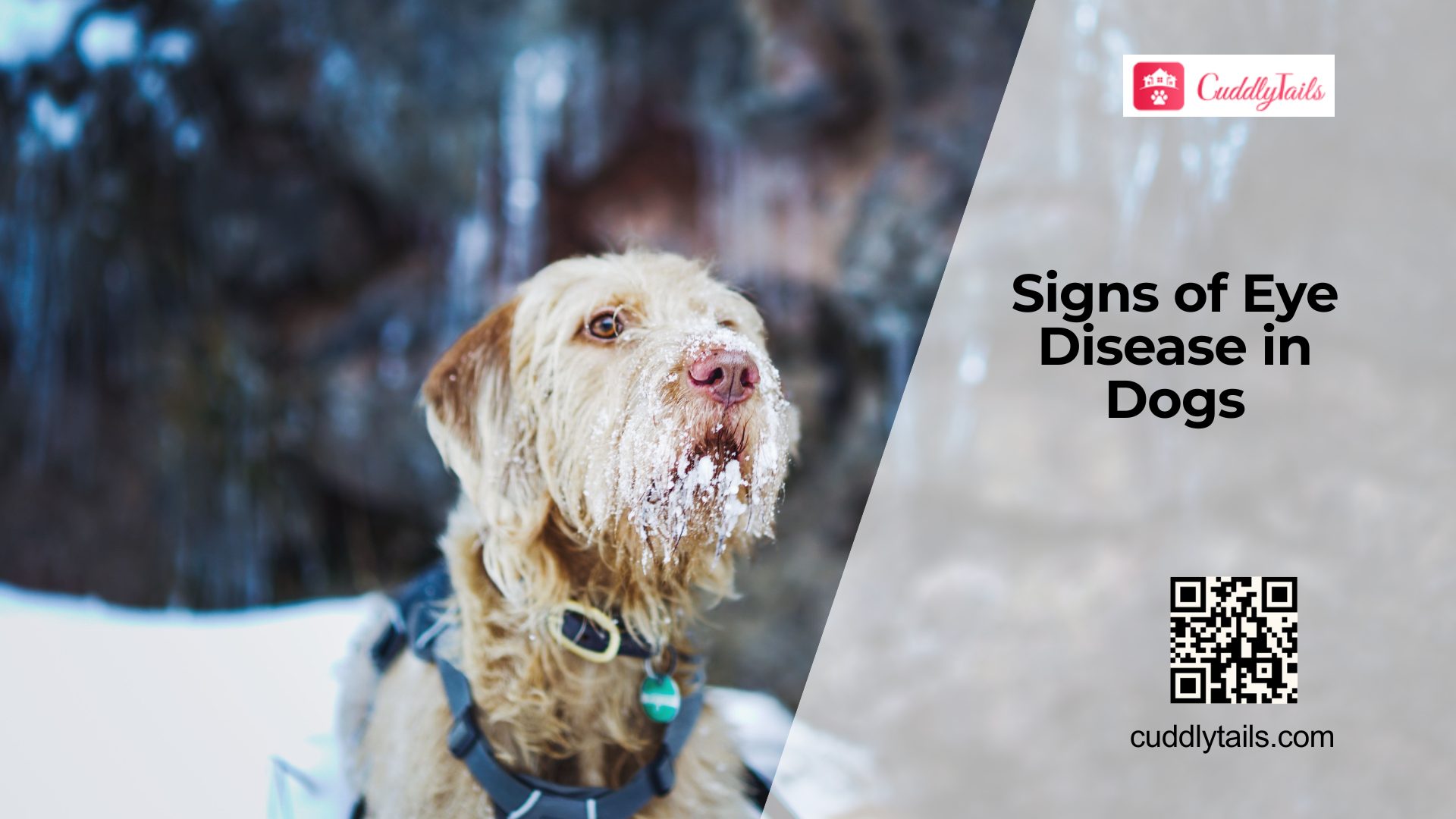 Common Eye Diseases in Dogs